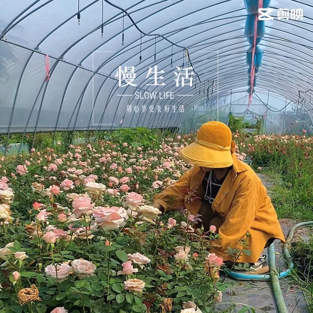 东盛苗木中心