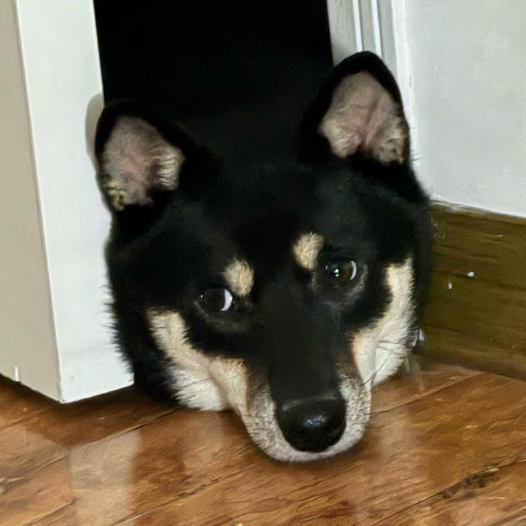 狗界魔丸张来福