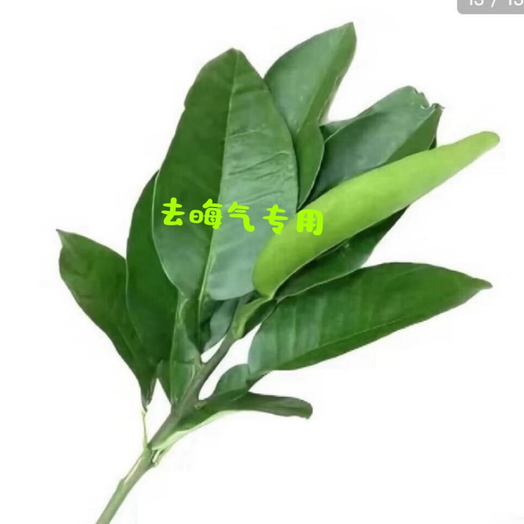 豆芽