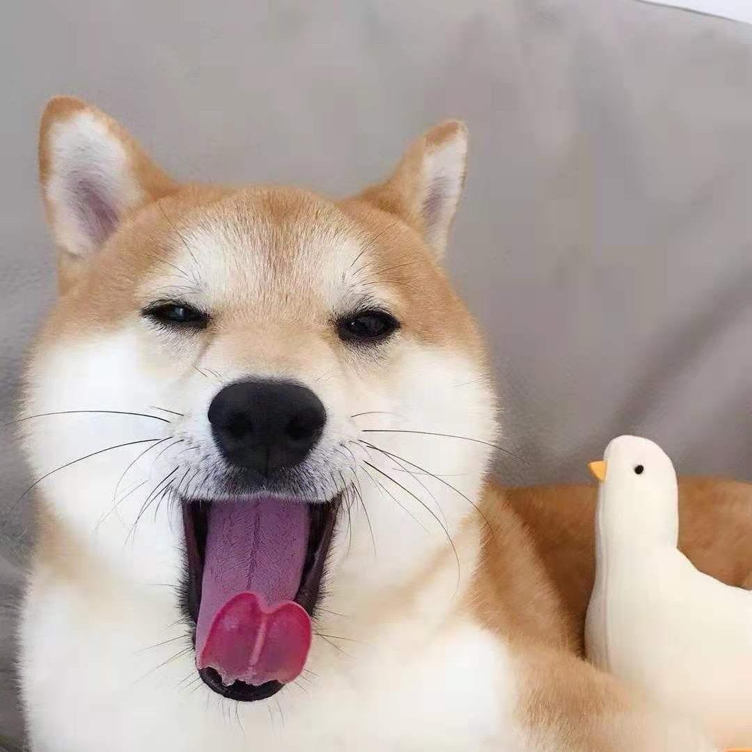 多吃板栗鸡