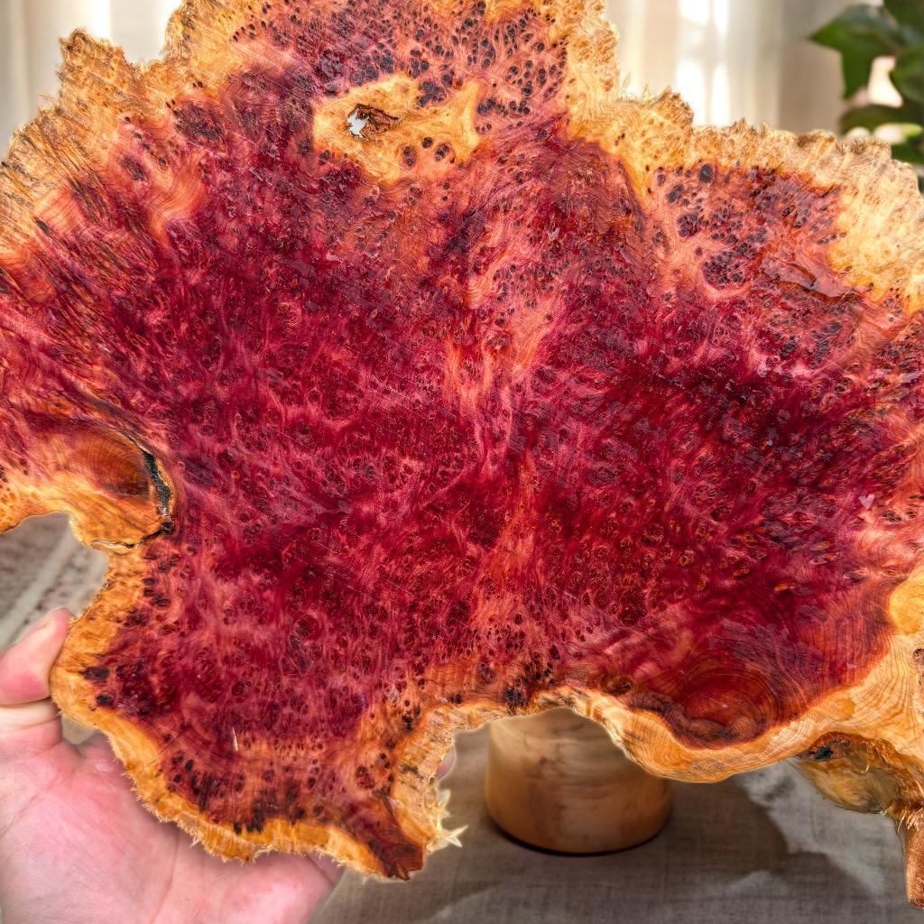 血柏瘤疤精品木料