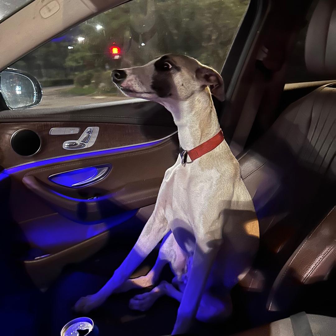 细犬说-小五