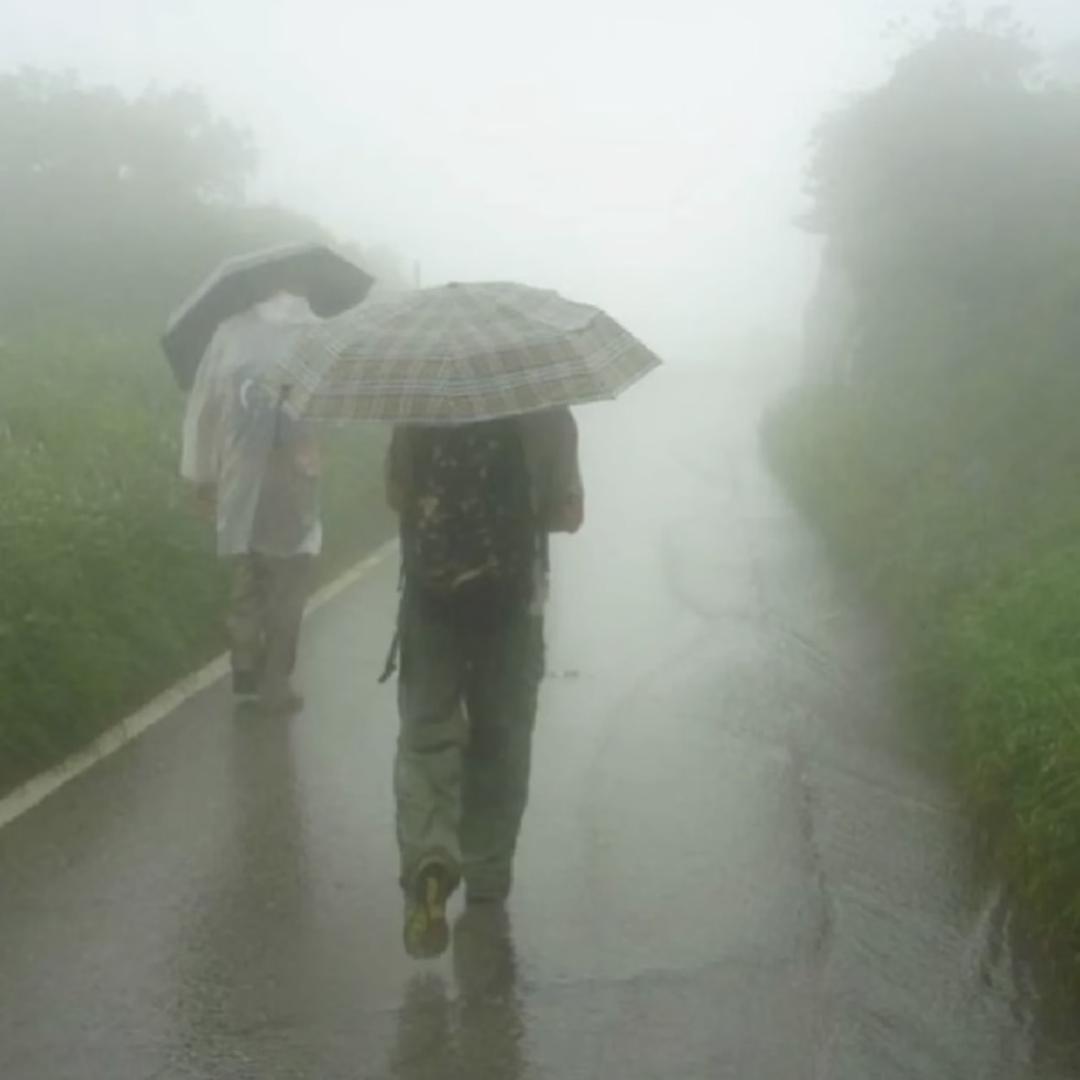 不爱穿苦茶子
