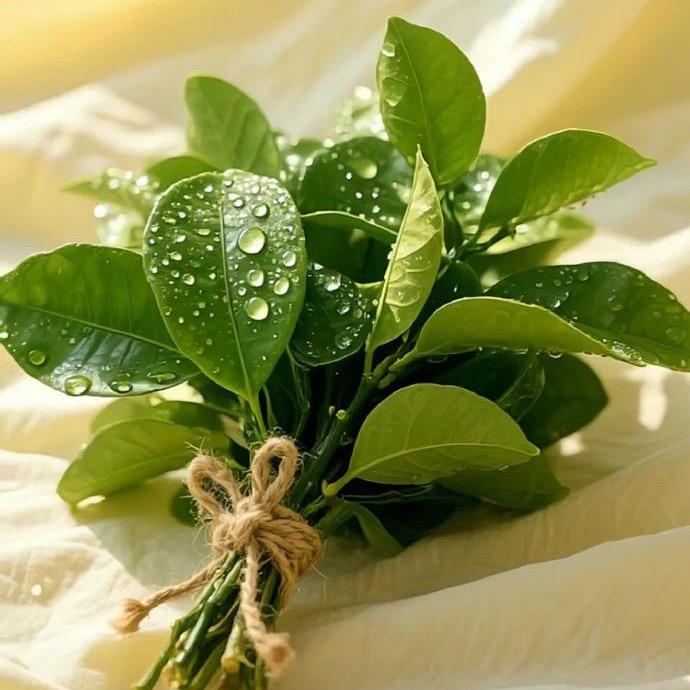 ꧁꫞꯭💃🏼哈璘꯭💃🏼꫞꧂