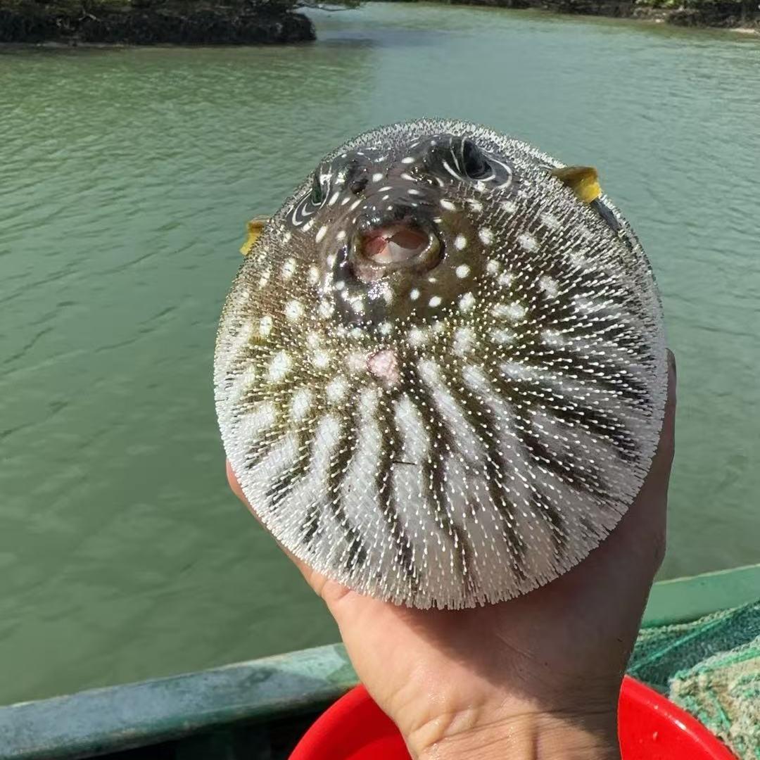 陵水新村赶海：小8哥