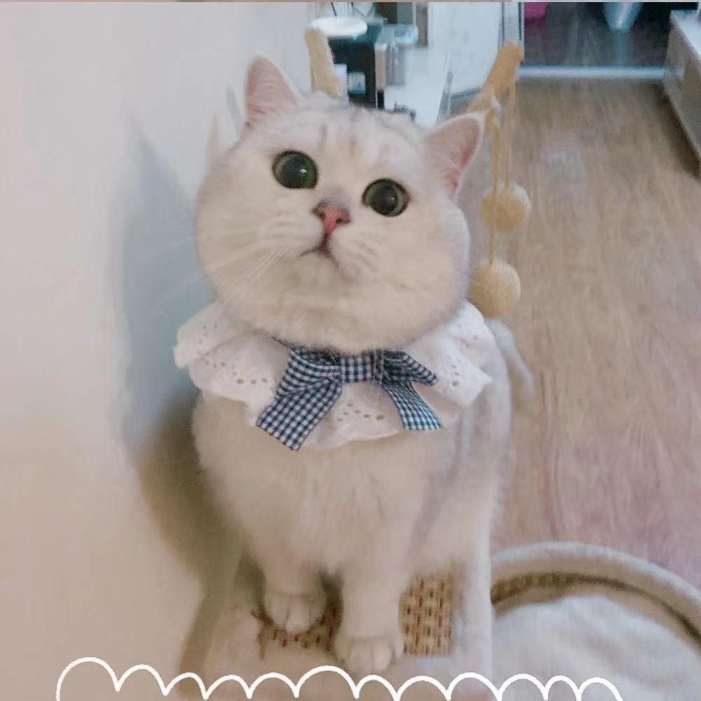 高高虎宠物用品店 宠森