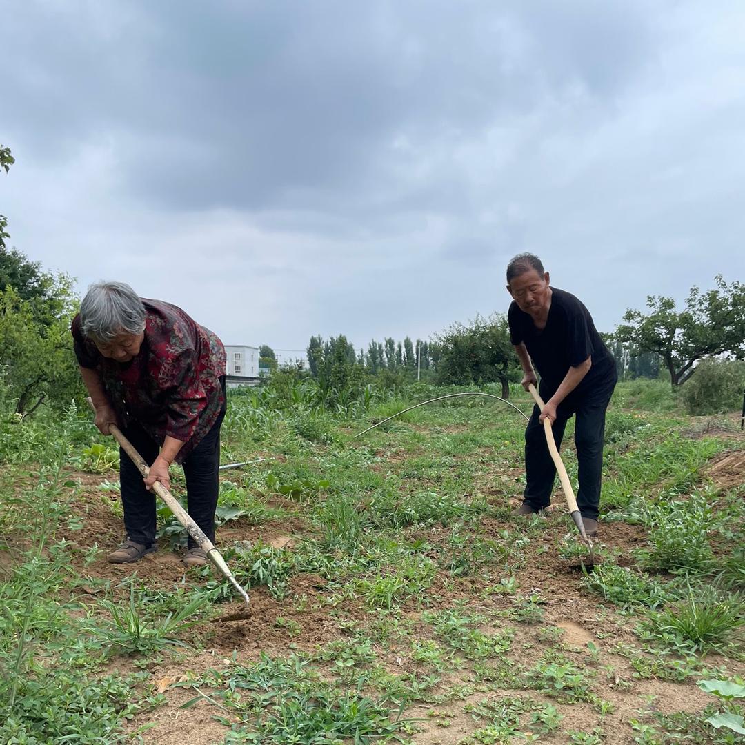 沙土岗刘老太日常