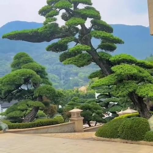 尤尤庭院景观树