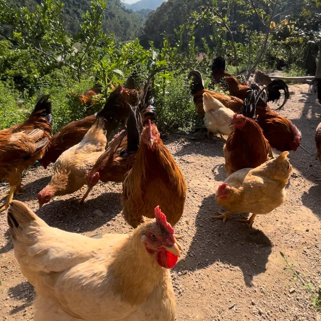 农家走地鸡🐔