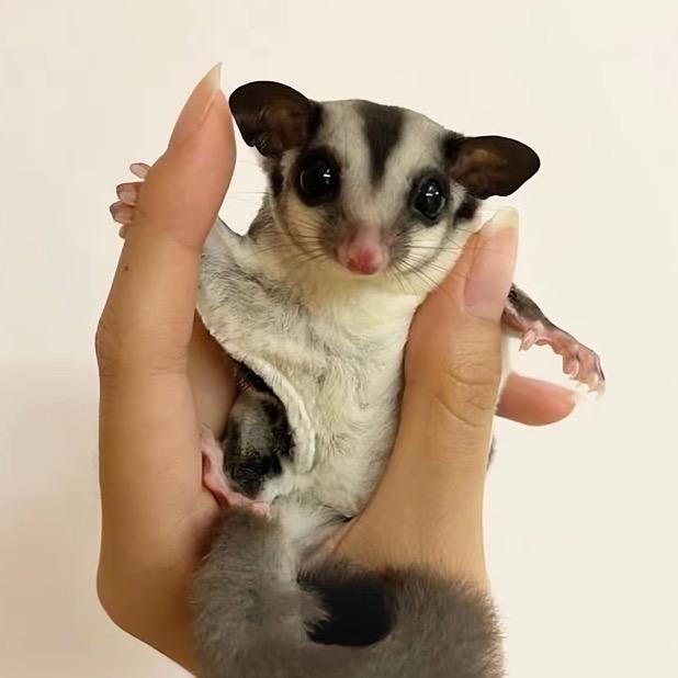 蜜袋鼯繁育中心