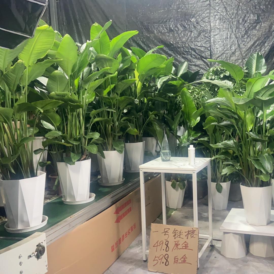 瑞森绿植