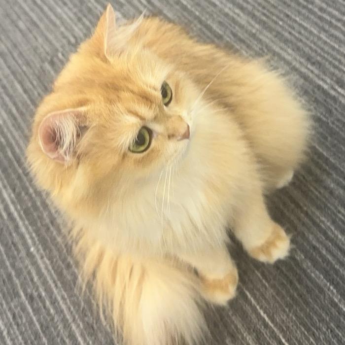 今晚吃什么