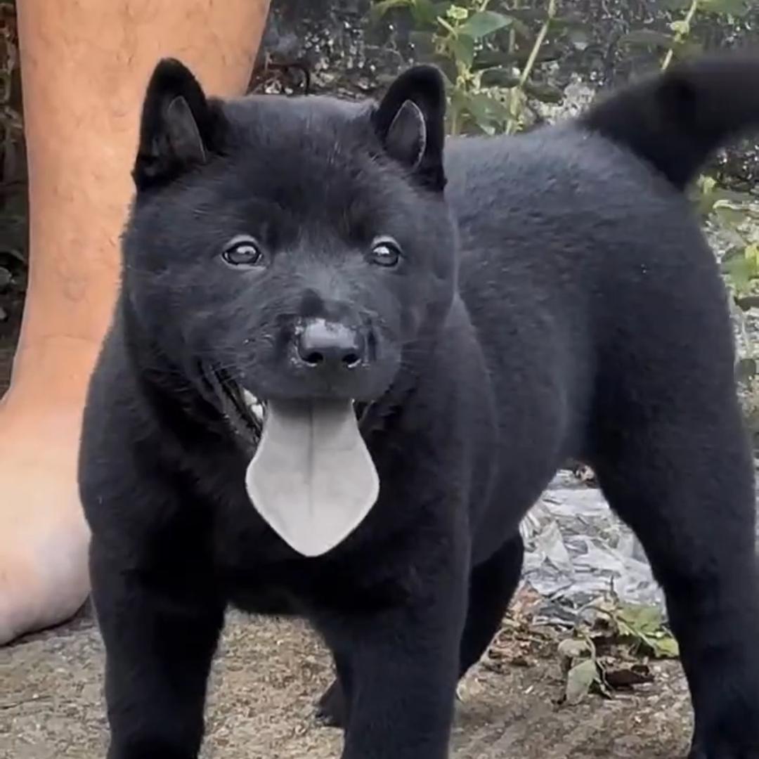 代淘精品宠物犬