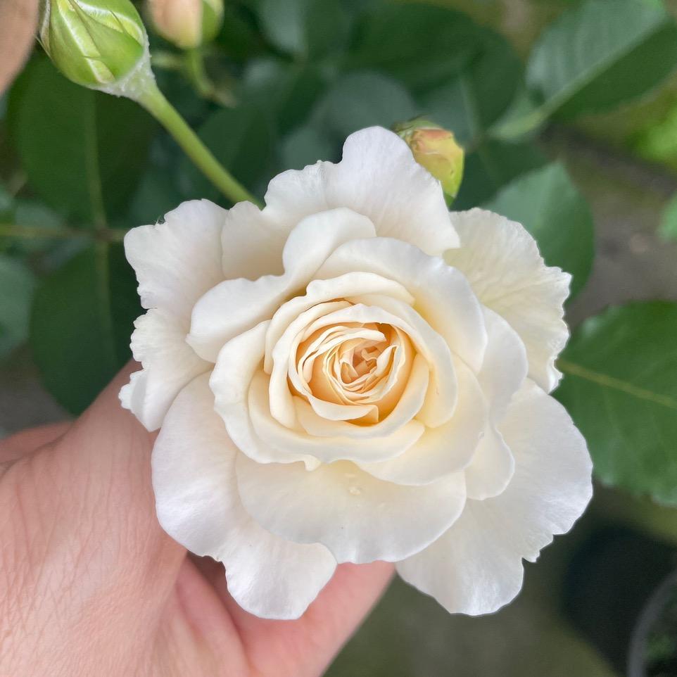 小白花