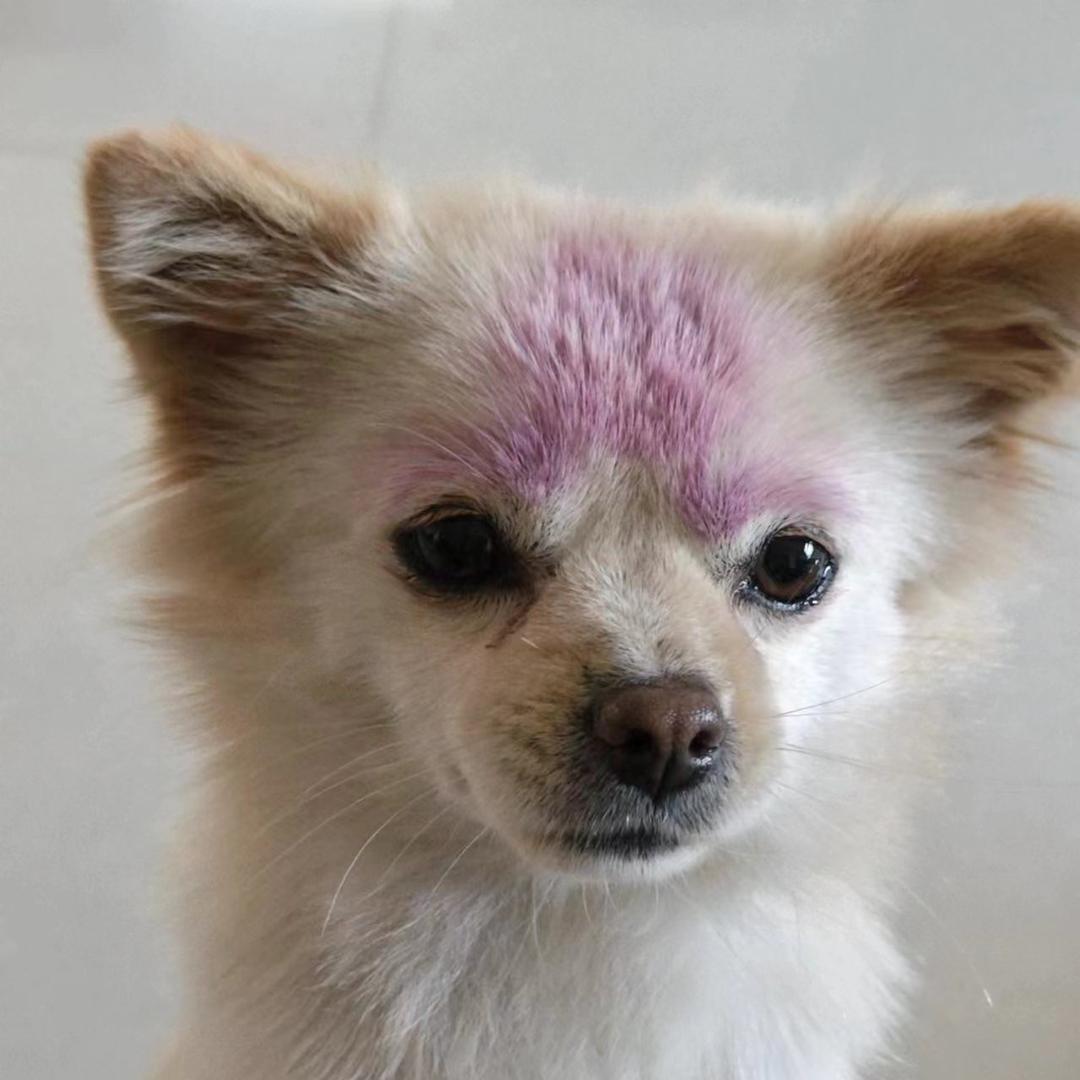 热心上海好市民