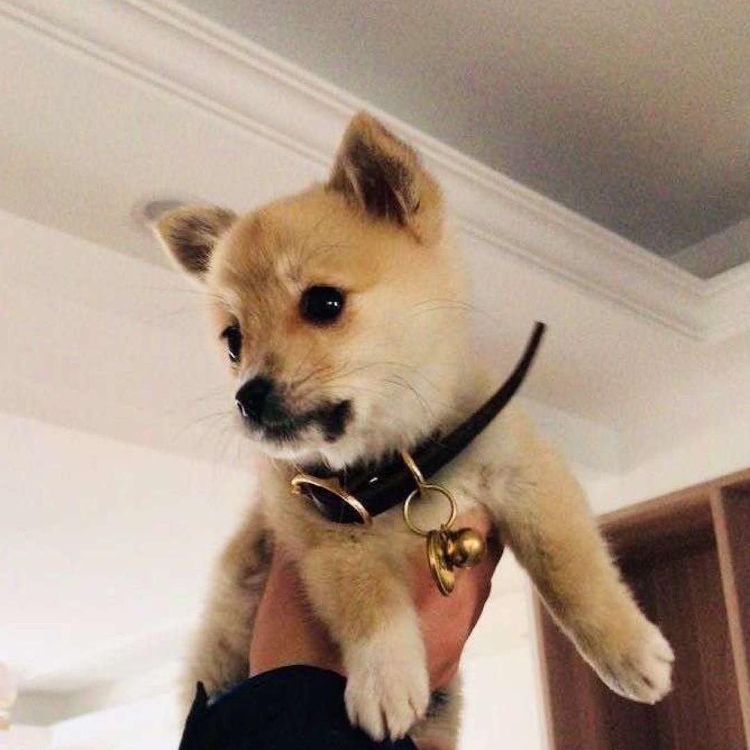 讨厌吃三文鱼的小葛同学
