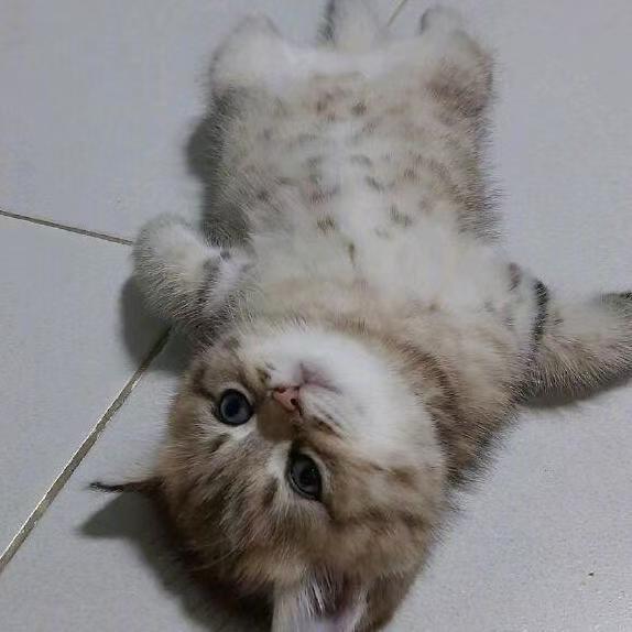 白色