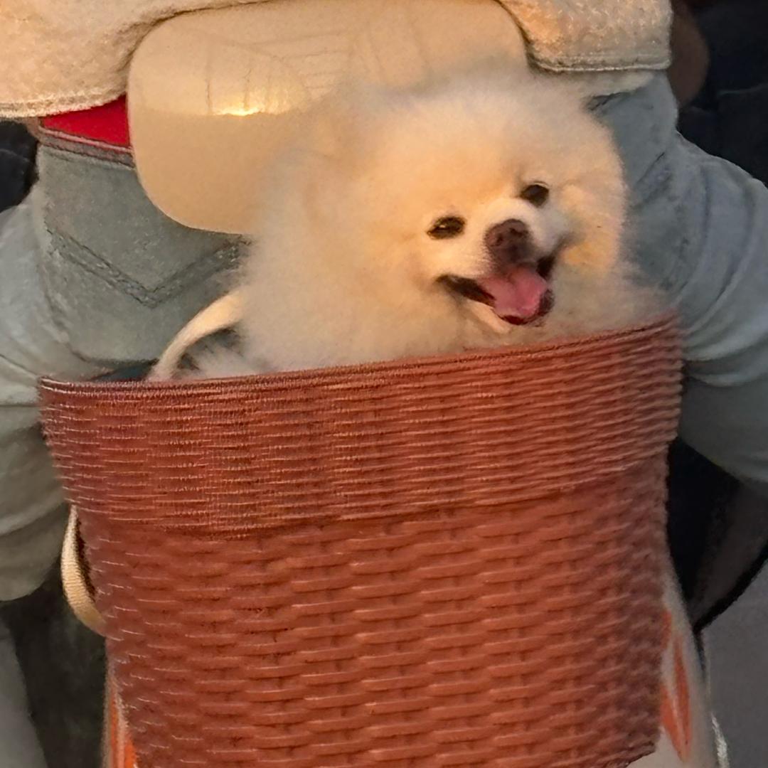 茹伊