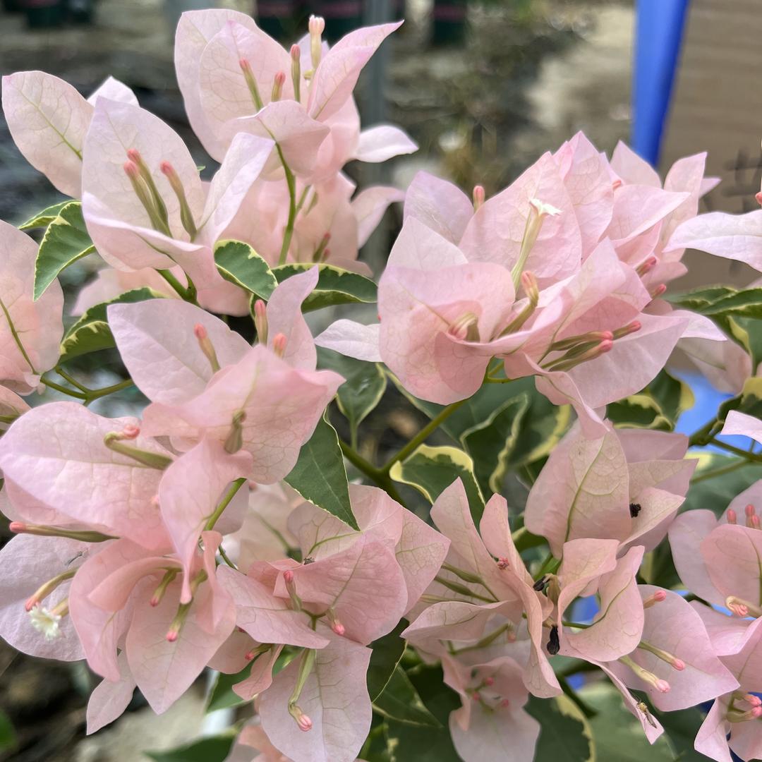 秋伟三角梅3号店