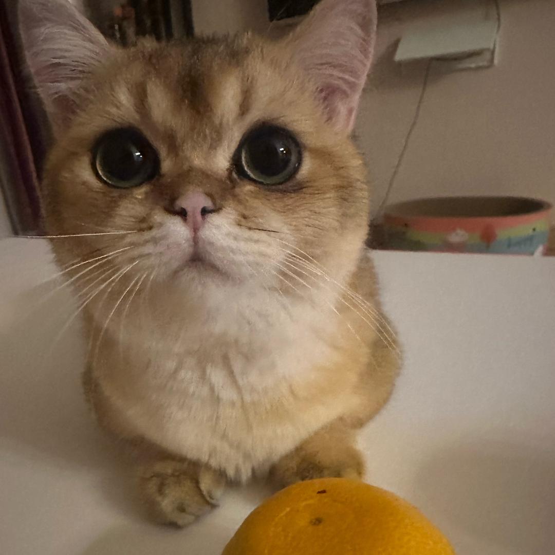 小糖家的猫