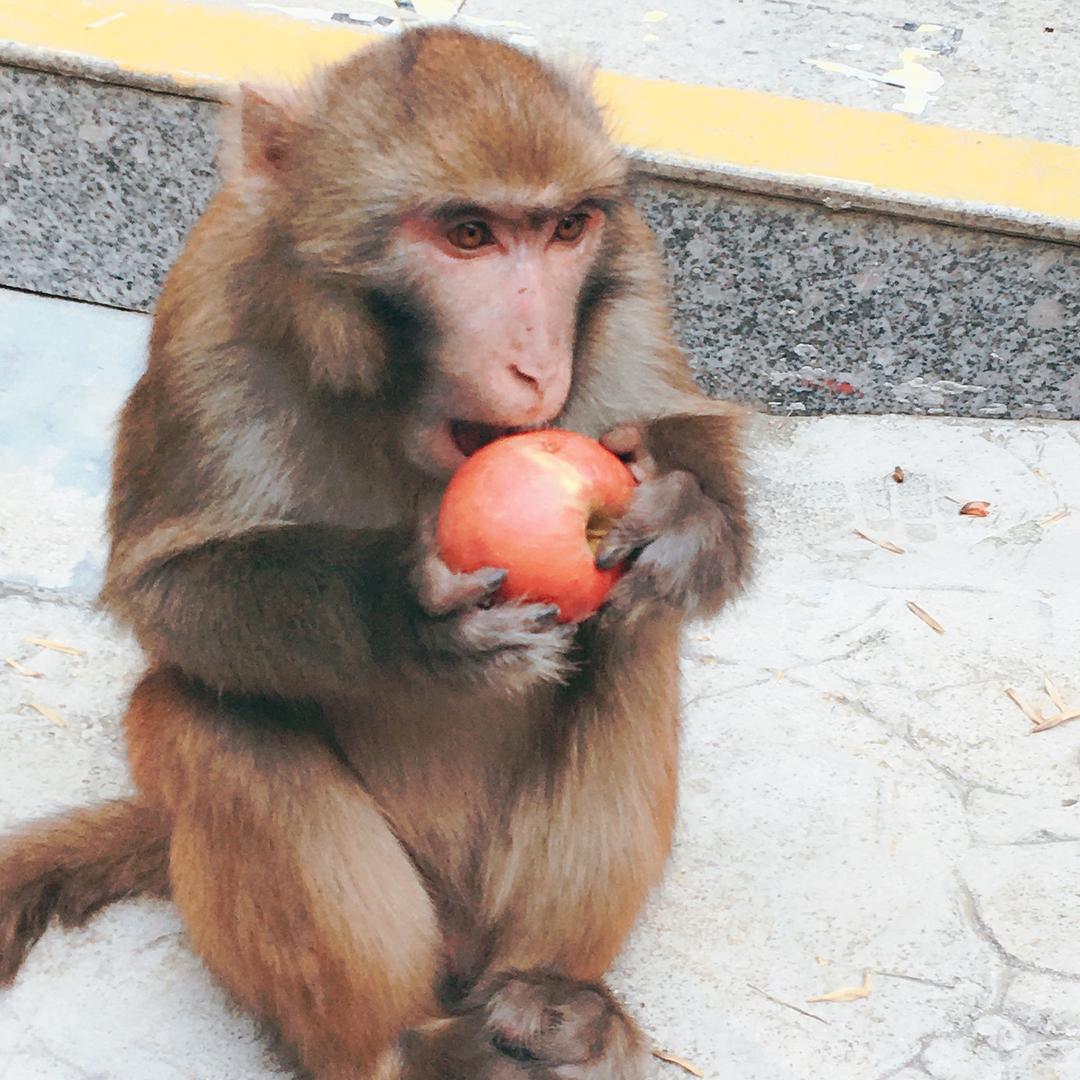 跑众包的小猴子