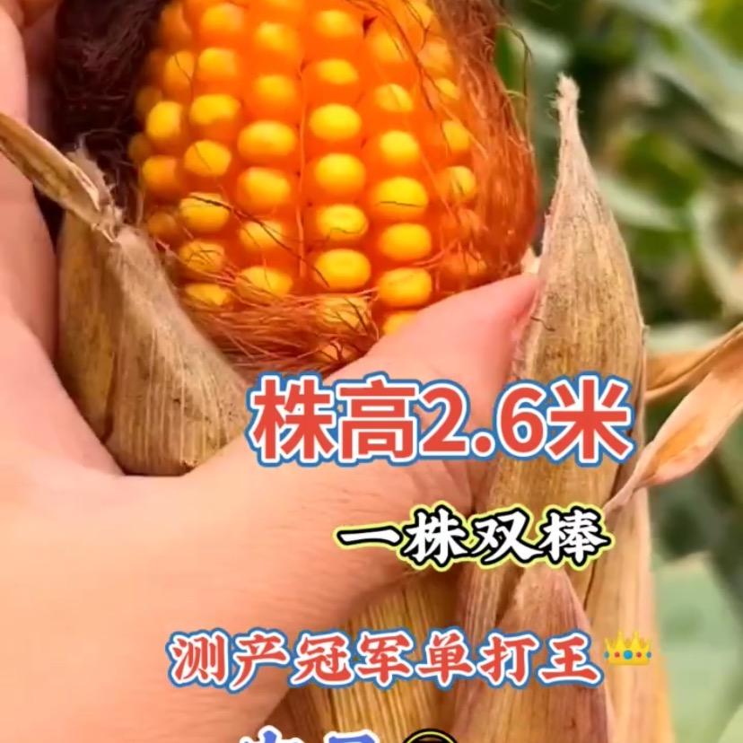 国农农业张总