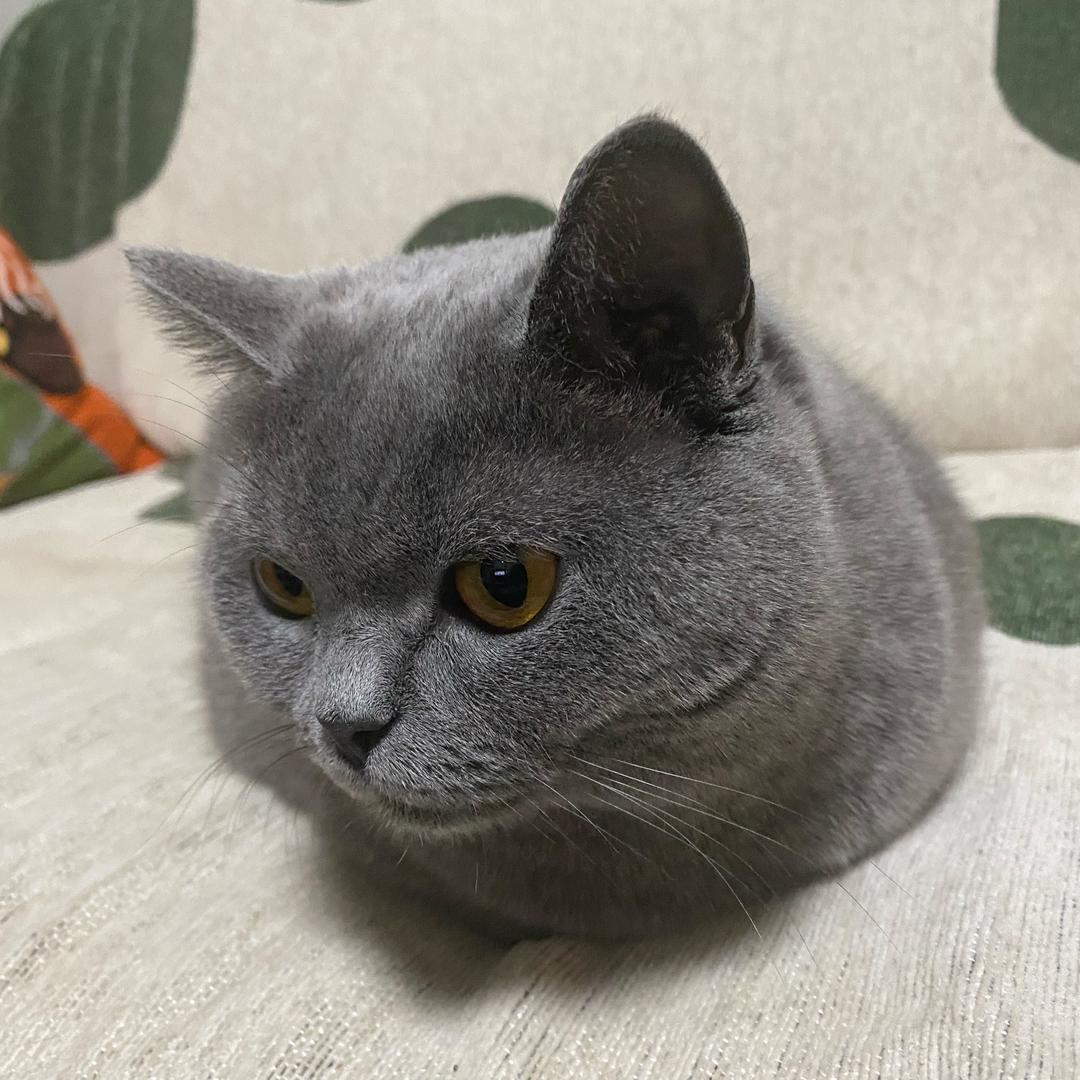 小蹦豆