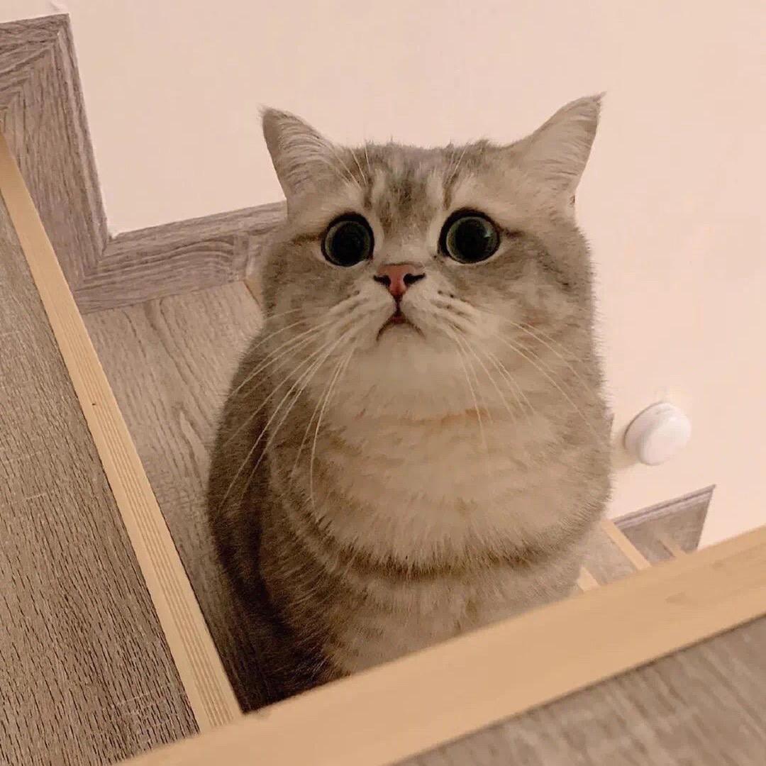梁只猫