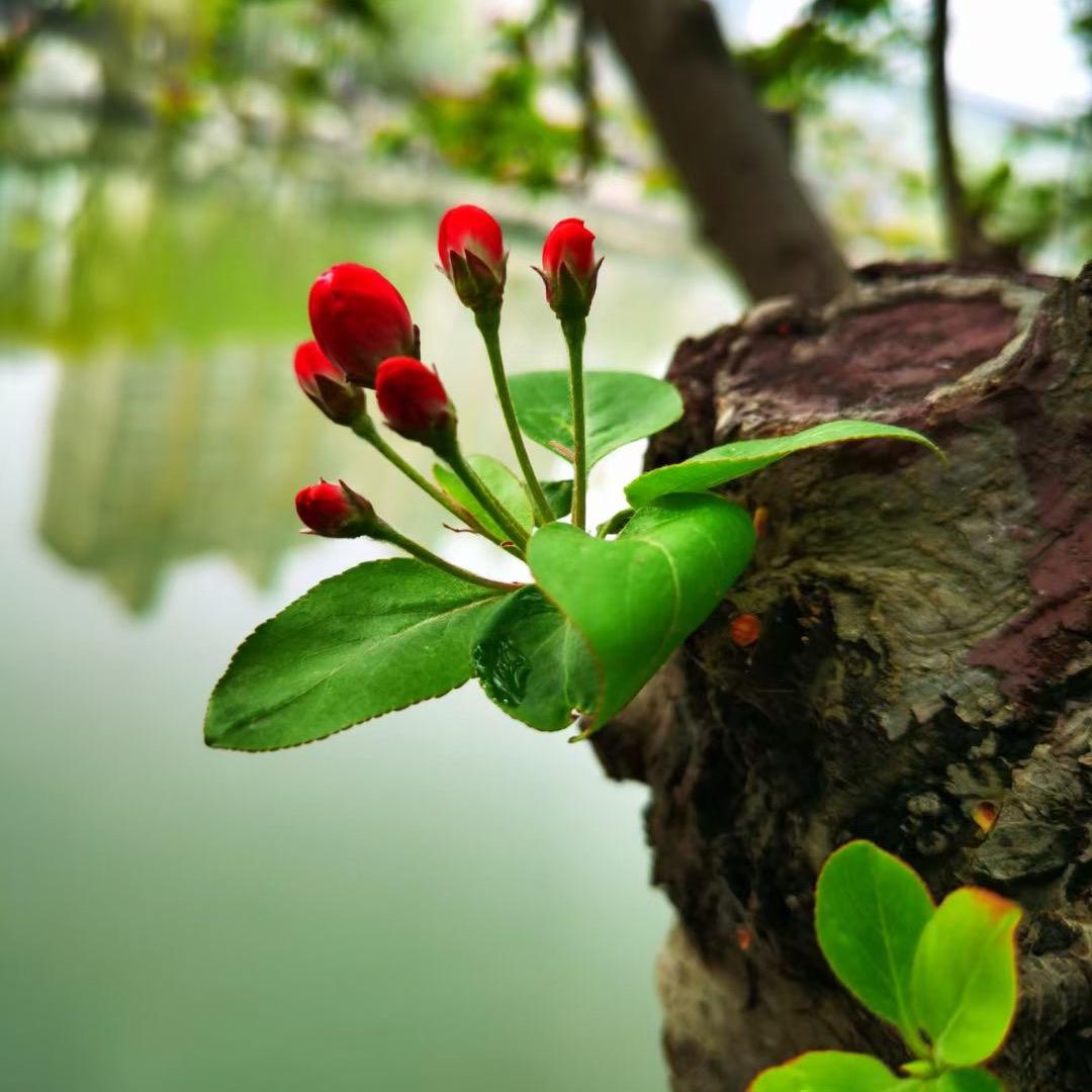 花开淡雅