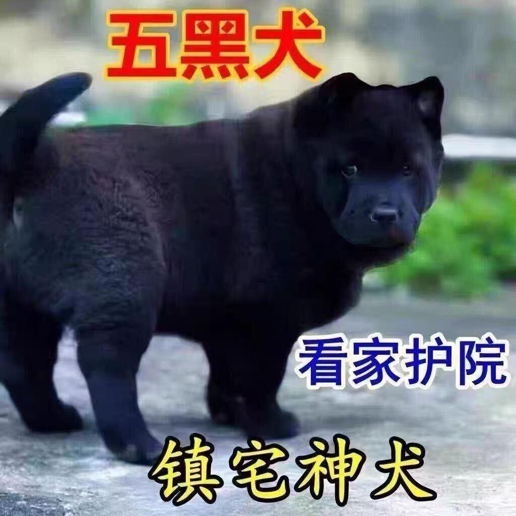 高登路易(冈东商厦店)湖州魅蓝贸易有限公司福利号