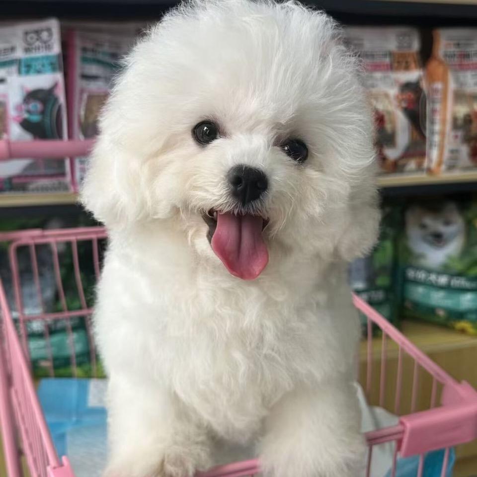 猫狗联盟🐾