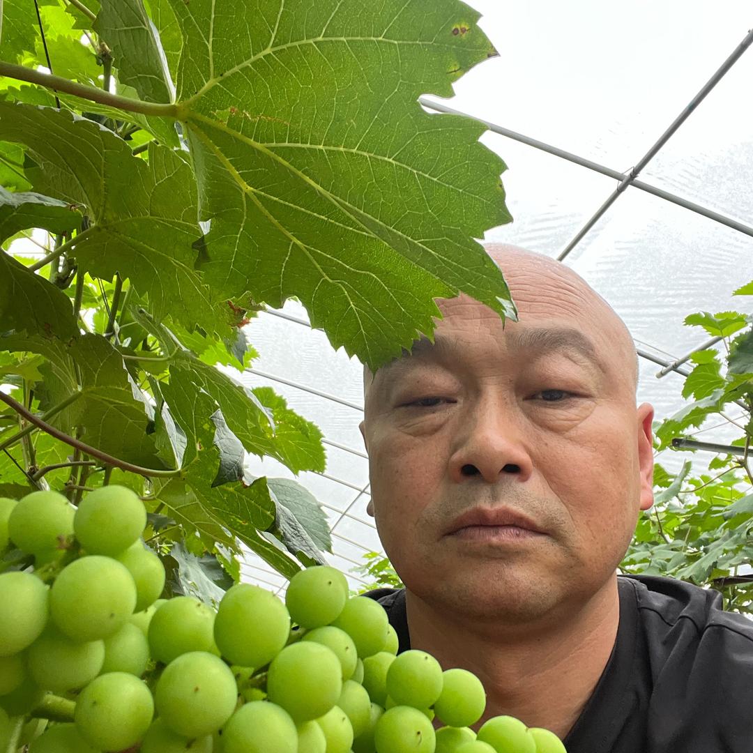 罗田县惠民农业合作社葡萄丁