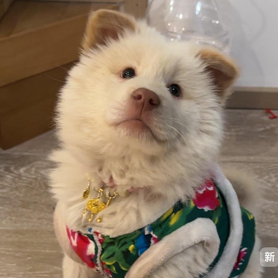 元旦旦是土松呀～💗