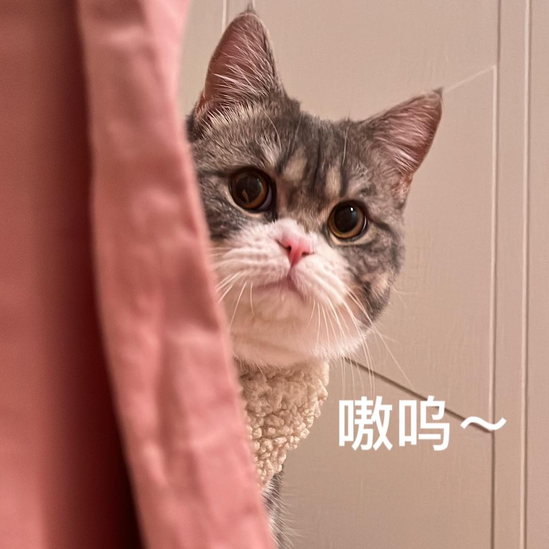 六一小喵子🐈