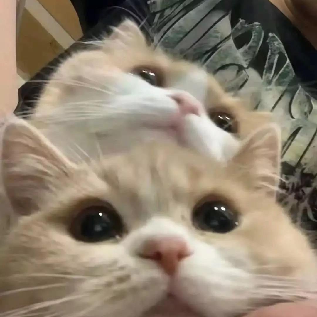 泡芙