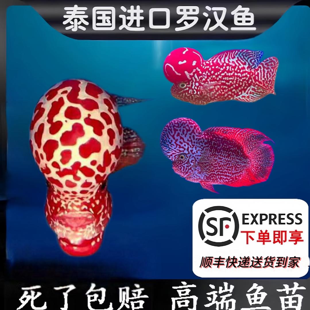 罗华渔场（精品罗汉鱼）