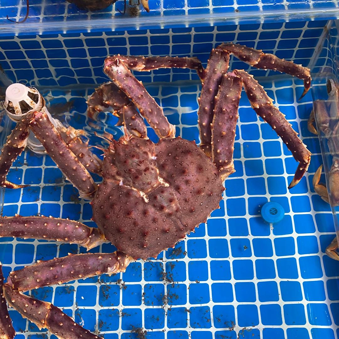 月半蜀黍满口鲜海鲜