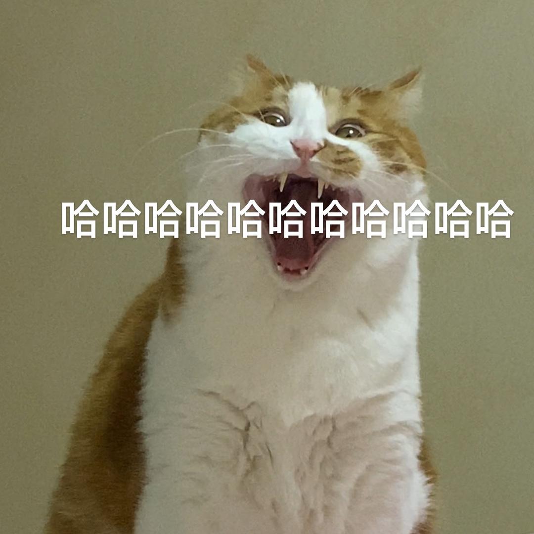 狗团是只猫