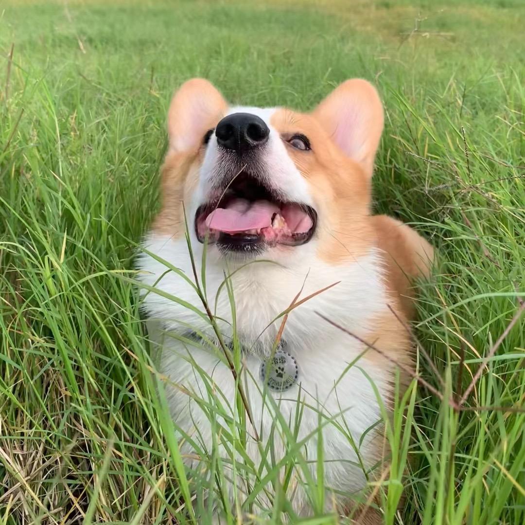 墩墩是只狗