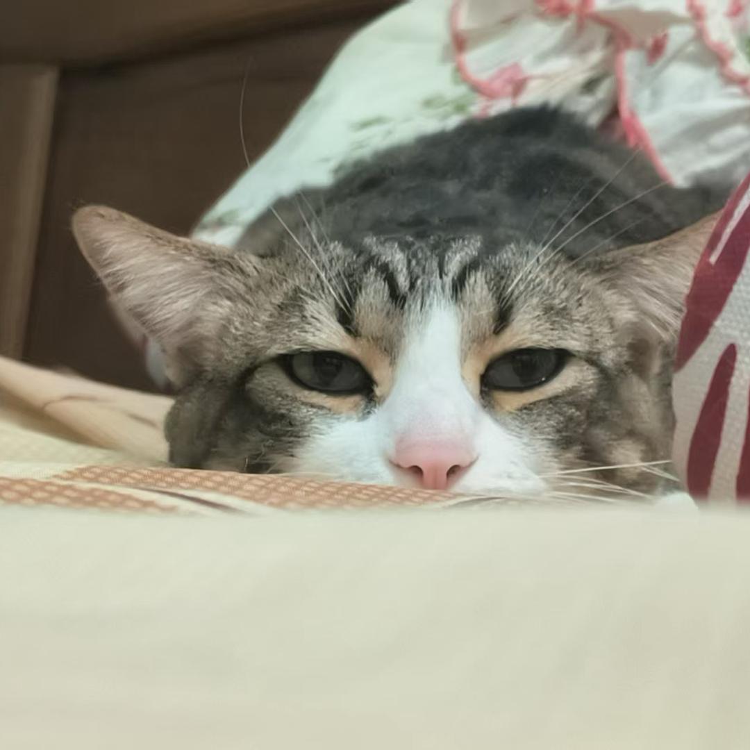 花花是只狸花猫