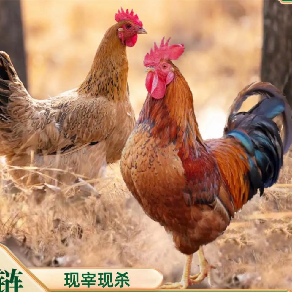 养鸡大王