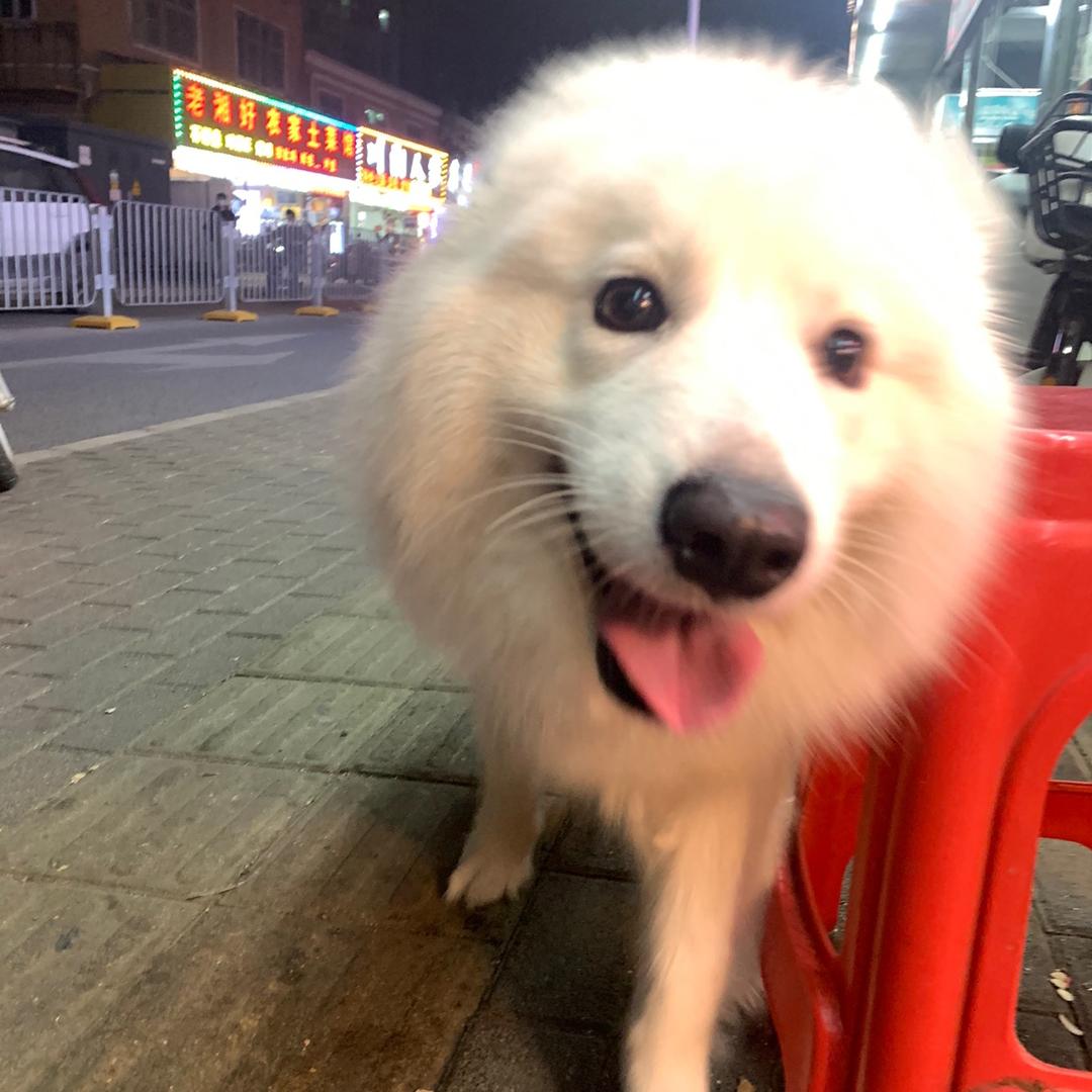 小熊很天真