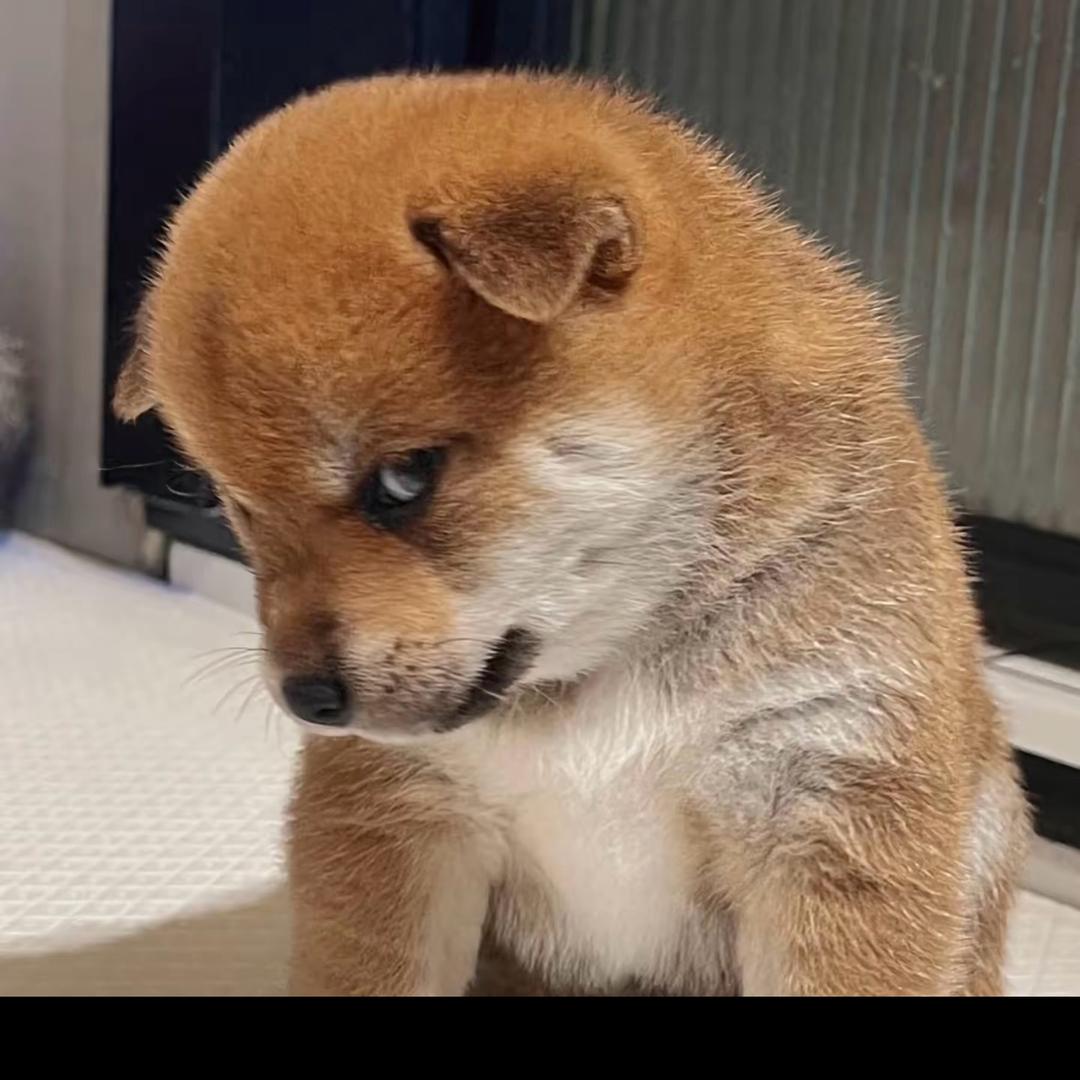 广西中华田园犬