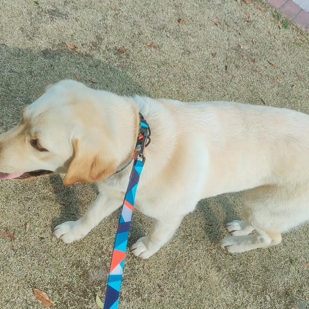 小恶狼