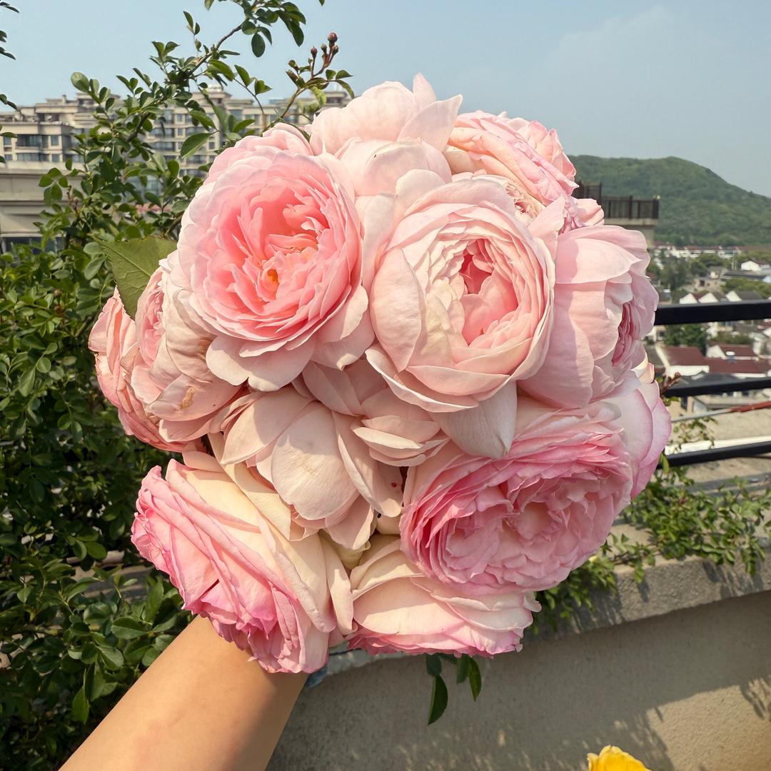 阿梦