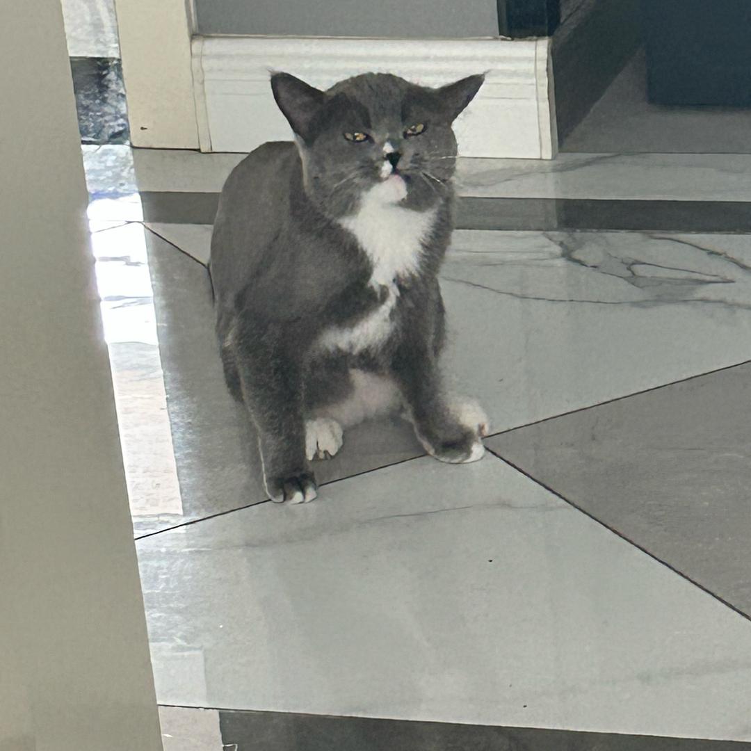 陌