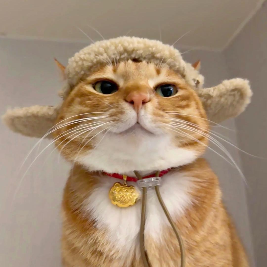 泡芙是只喵🐈
