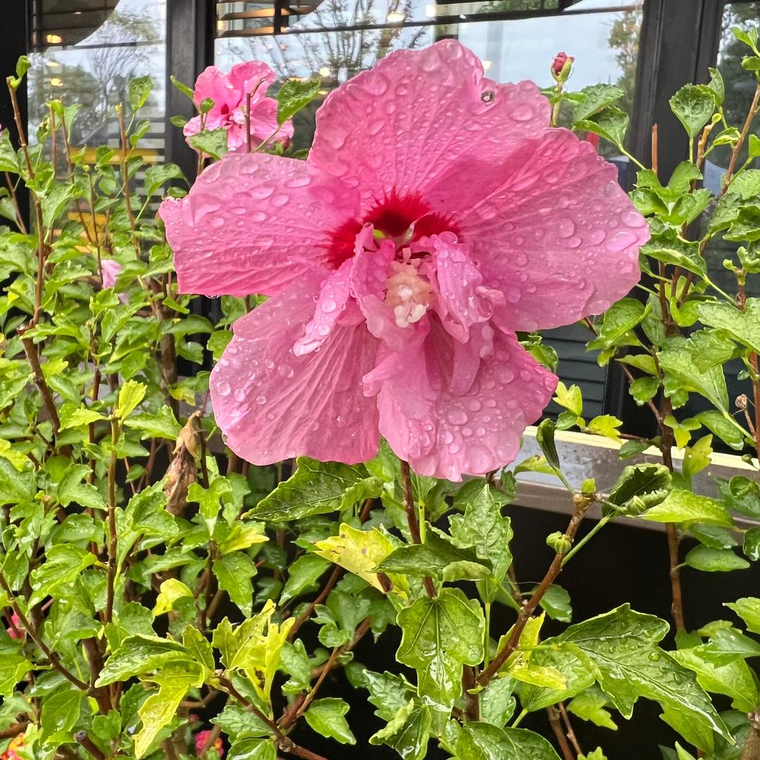 杨阿姨在农村的头像