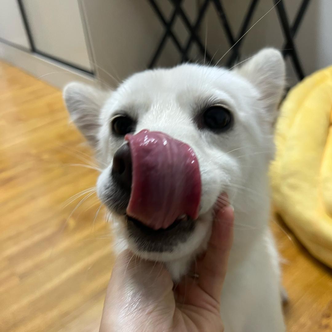 希诺是只土狗串串