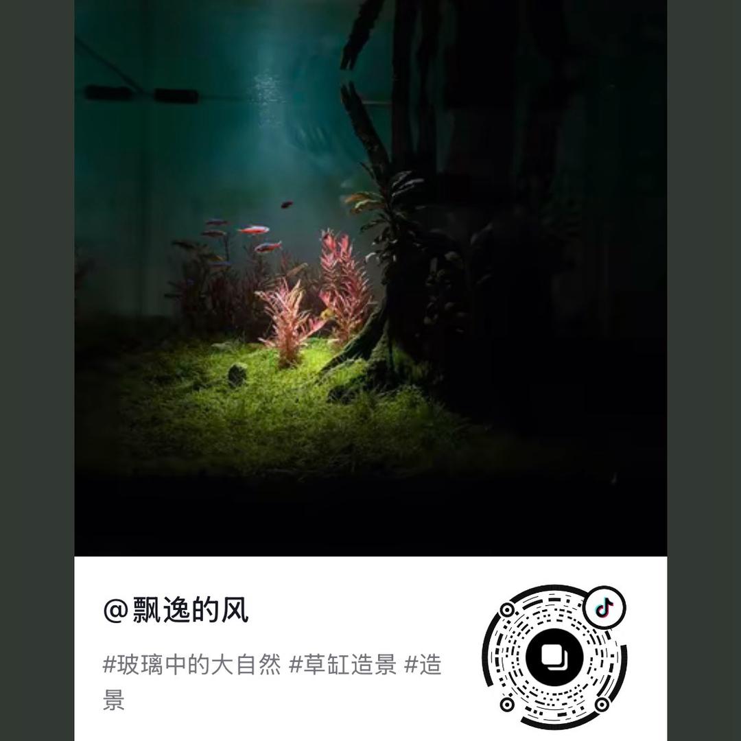 飘逸的风
